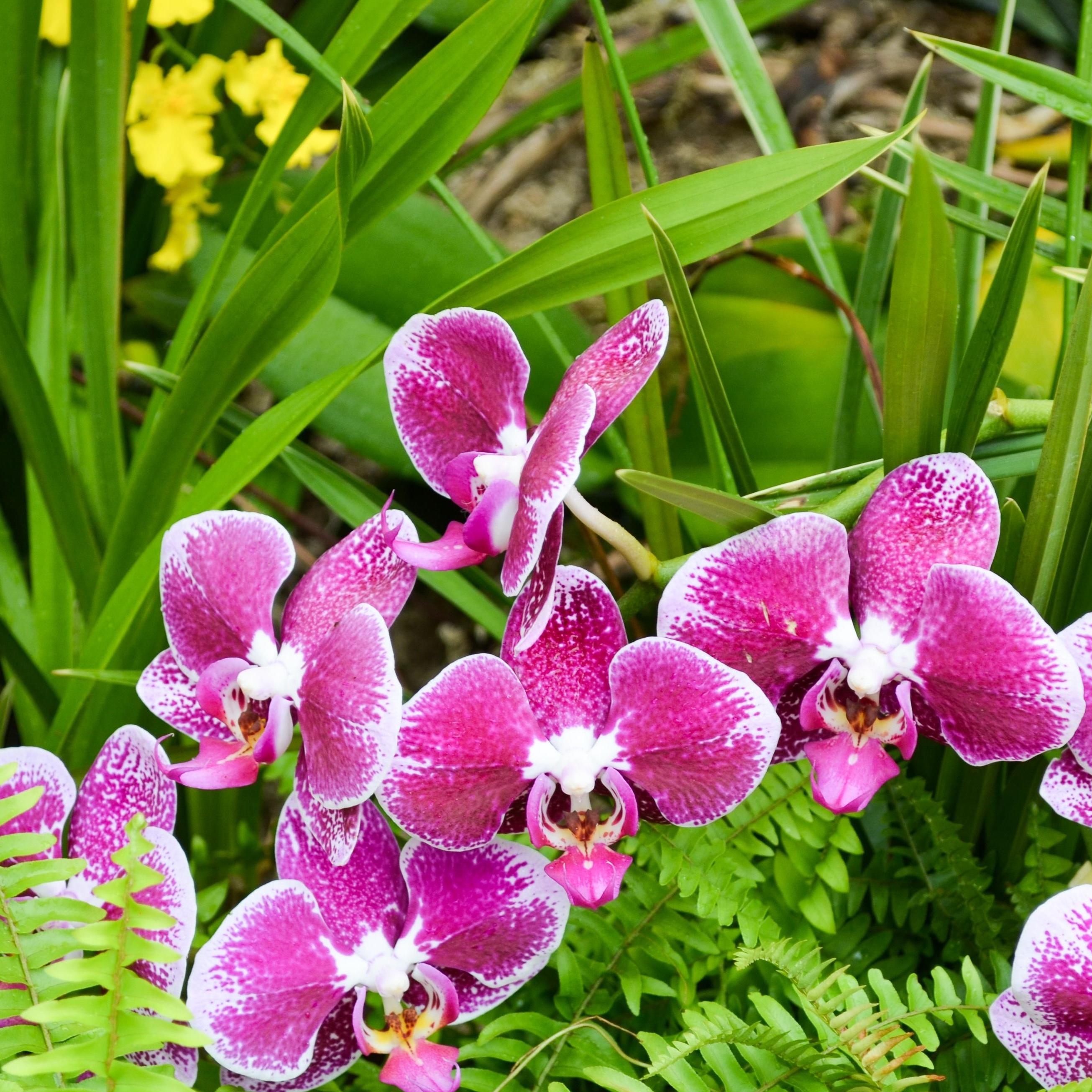 Principiantes Com Orquídeas-fs