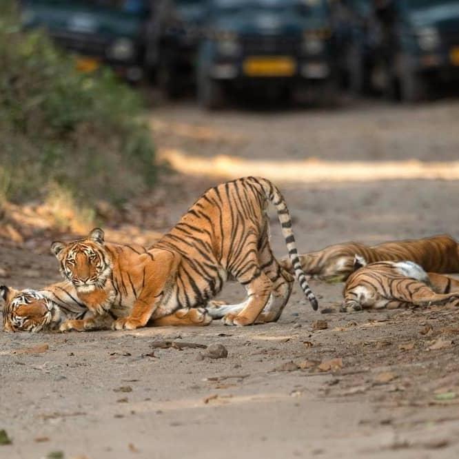 Jim Corbett