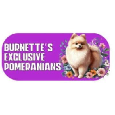 Burnettes Exclusive Pomeranians