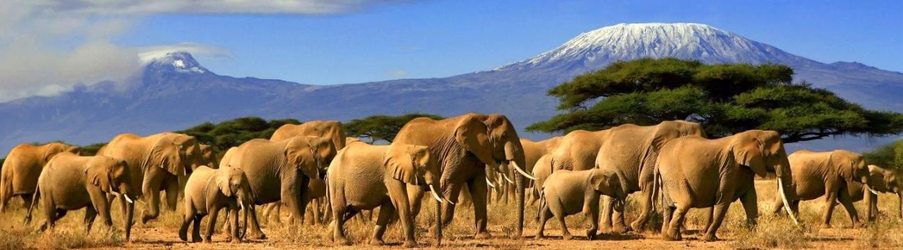 African Memorable Safaris