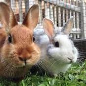 Petsanimal Search
