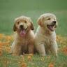 LaPet India | Pet shop in lucknow