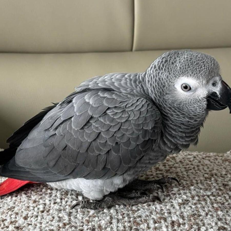 African Grey Parrot For Sale